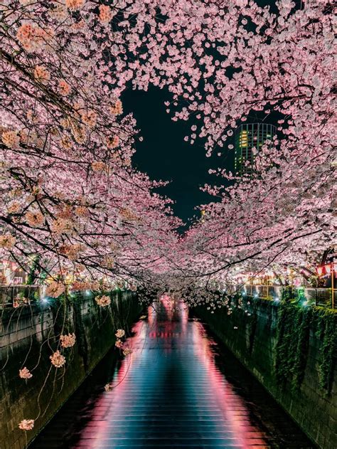 Chasing Sakura Dreams: The Witch and I Entwined in the Cherry Blossom Narrative